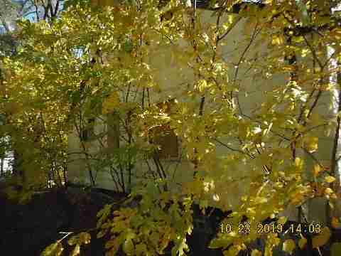 19722 Archdale (11)_m.jpg